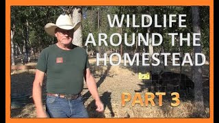 WILDLIFE AROUND THE HOMESTEAD PART 3 [upl. by Sidonie]