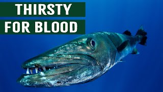 Killer Barracuda Fish Humans Most Feared Apex Predator [upl. by Eadmund]