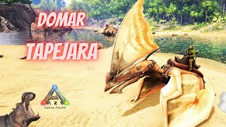 Como Domar Tapejara  Ark Survival Evolved [upl. by Ddarb]