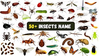 50 Insects And Bugs Name in English And Hindi with Pictures [upl. by Nawj386]