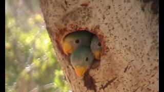 Bloosum headed parekeet nest feeding [upl. by Oakleil518]