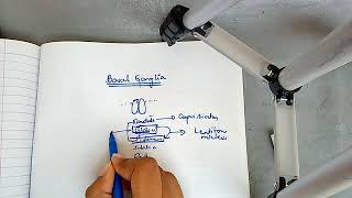 BASAL GANGLIA physiology with most important points ch 57 guyton part 1 [upl. by Vedetta]