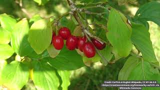 Cornelian Cherry Cornus Mas Plant Profile [upl. by Enimasaj]