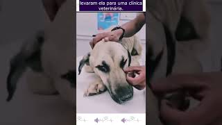 Cachorro Só Tinha Forças Para Abanar o Rabo Para Pedir Ajuda resgatedecachorro cachorro [upl. by Magill]