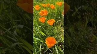 California poppy Eschscholzia californica Papaveraceae CA’s state flower on the hills of UCSC [upl. by Summers969]