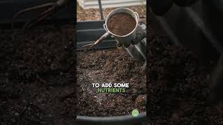 Can You REUSE Potting Soil [upl. by Thordia]