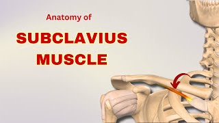 Subclavius Muscle Anatomy  Muscle of Pectoral Region  Doctor Speaks [upl. by Esele962]