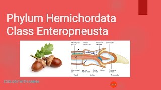 Phylum Hemichordata Class Enteropneusta [upl. by Ennaitsirhc]