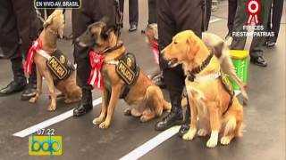 Unidad canina de la PNP hará gala de sus habilidades en el Desfile Militar [upl. by Florella784]