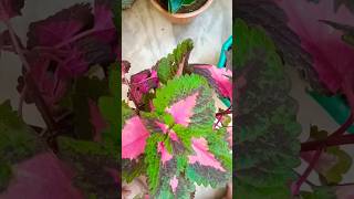 How to grow coleus plant from cuttingColeus single leaf propagation in soil  shorts youtubeshort [upl. by Zacek]