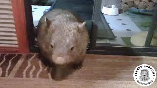 Wombat Veg wants in [upl. by Larrej]