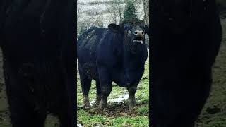 The Inseminating Bull Breed Aberdeen Angus [upl. by Natsreik]