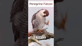 The Fastest Bird on the Earth Peregrine Falcon bird falcon knowledge facts insane Peregrine [upl. by Berghoff]