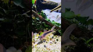 Bronze Corydoras [upl. by Wilda]