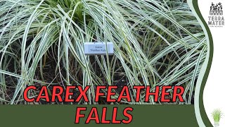 CAREX FEATHER FALLS Carex comans  Ornamental Sedge Beauty for Your Landscape [upl. by Ecienaj]