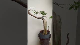 Gaya literati bunjin bonsai bonsailove tropicalbonsai bonsaitree [upl. by Heida389]