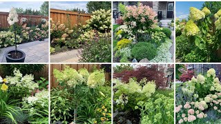 How to Prune Panicle Hydrangea Trees Newly Trained amp Mature Hydrangeas  Early April 2022 [upl. by Lebanna78]