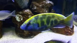 Nimbochromis venustus cichlid [upl. by Irek]