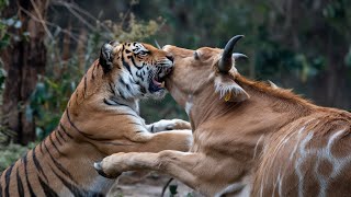 Tigers vs Wild Cows The Untamed Battle 2024 10 29 [upl. by Harneen]