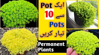 How To Propagate Sedum Japonicum PlantSedum Plant Ki Propagation Ka Asan Tarika 🔥 [upl. by Oiluj]