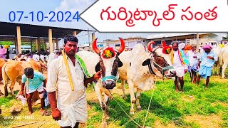 gurmitkal cattel market every Monday bulls for sales video pls do subscribe my channel [upl. by Trakas549]