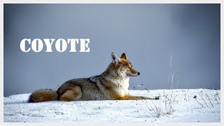 Coyote sounds at night Coyote call in North Carolina [upl. by Ardnos]