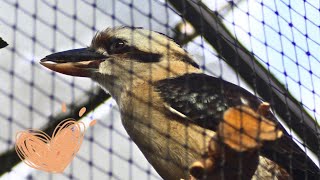 A kookaburra [upl. by Oremo]