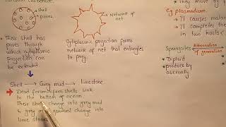 Actinopoda  Foraminifera  Kingdom Protists  Class 11 [upl. by Drannel]