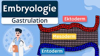 Embryologie  Gastrulation und Keimblätter einfach erklärt [upl. by Ailima]