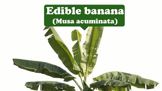 Fertility Potency ProsperityEdible banana [upl. by Reseda1]