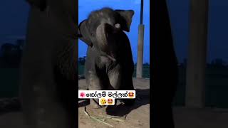 Saami Saami Dance  Pushpa ytshorts short trending Song Tiktok shortvideo Elephant 🥰 [upl. by Michi798]