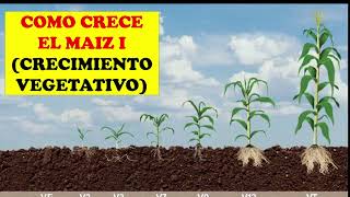 CULTIVO DE MAIZ 7 ETAPAS DE CRECIMIENTO VEGETATIVO  CULTIVO EXITOSO  AGRONOMIA [upl. by Oiramrej]