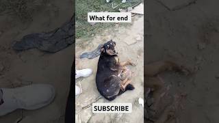 Dog bi like🐶😲Watch Till for ending gaming shortsfeedtrending krishna [upl. by Asirrac]