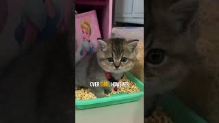 What Cats Really Think About Litter Box Cleaning 😸 [upl. by Kamal]