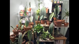 Sansevieria Masoniana Whale Fin Room Tour [upl. by Sibyl]