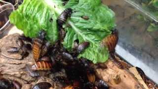 TimeLapse of Madagascar Hissing Cockroach Feeding [upl. by Panthea112]