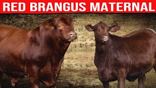 ⭕ RED BRANGUS Maternal Ability ✅ Biggest Bulls And Cow [upl. by Eelrebmik817]