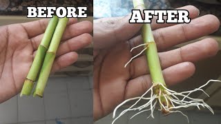 How to grow lucky bamboo faster in water [upl. by Aitetel]