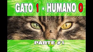 GATO 1  HUMANO 0 [upl. by Baler273]