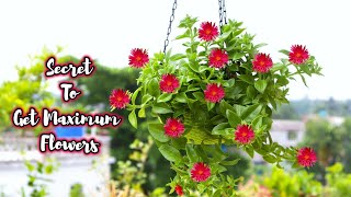 Baby Sun Rose flower plant care tips  Best Flowering Hanging Basket Succulent plant for Beginners [upl. by Oinotna22]