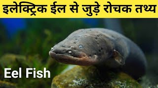 इलेक्ट्रिक ईल मछली से जुड़े रोचक तथ्य  Amazing Facts About Electric Eel Fish in Hindi [upl. by Adnawt121]