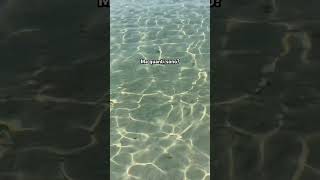 Una riunione di pesci puglia mare salento pesci sea trip vacanze vlog shorts spiaggia [upl. by Phox644]