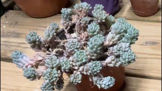 Fix a gangly pot of succulents [upl. by Ellenwahs]