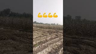 Cotton Harvesting Season 2024 agriculture agribrilliance villagelife shorts [upl. by Boarer]