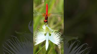 Scarlet Dwarf Dragonfly Nannophya pygmaea on White Egret Flower Orchid Habenaria radiata [upl. by Yeldah49]