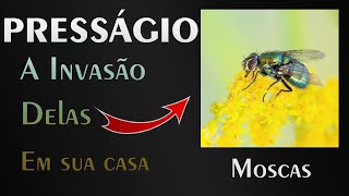 🏡 O Significado das Moscas invadirem sua casa  A MELHOR EXPLICAÇÃO [upl. by Joelie704]