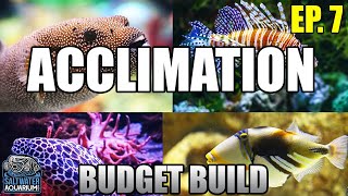 ACCLIMATING Your New Fish  Float vs Drip Acclimation Beginner Saltwater Budget Aquarium [upl. by Nylirad]