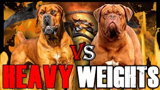 Boerboel vs Dogue de Bordeaux  Dogue de Bordeaux vs Boerboel  Powerful Guard Dog  Billa Boyka [upl. by Woo485]