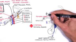 Clinical Anatomy  Lower Limb Bones Inguinal ligament Hip Knee and ankle Joints [upl. by Hicks]