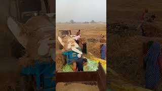 dhan nikal li aaj dhankheti agriculture dhaan farming villagelife [upl. by Sagerman]